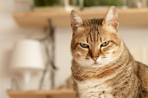 angry-cat1
