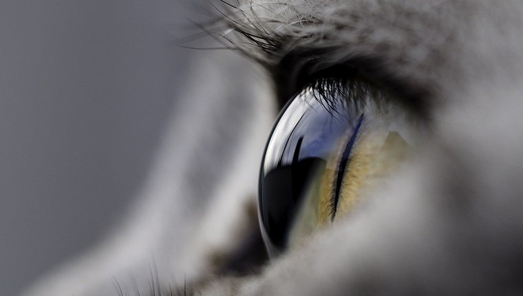 cat-eye-health