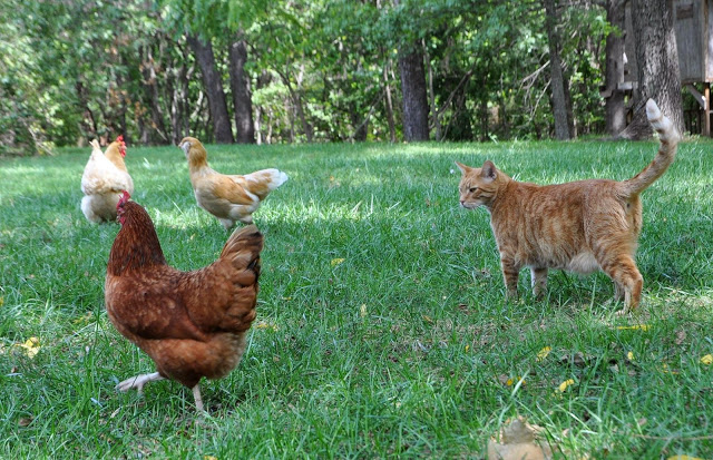 CAT-VS-CHICKEN3