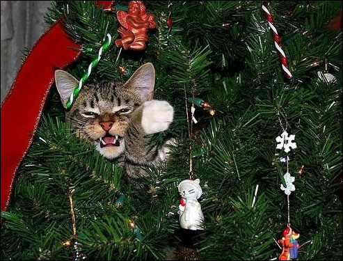 cats-in-tree12