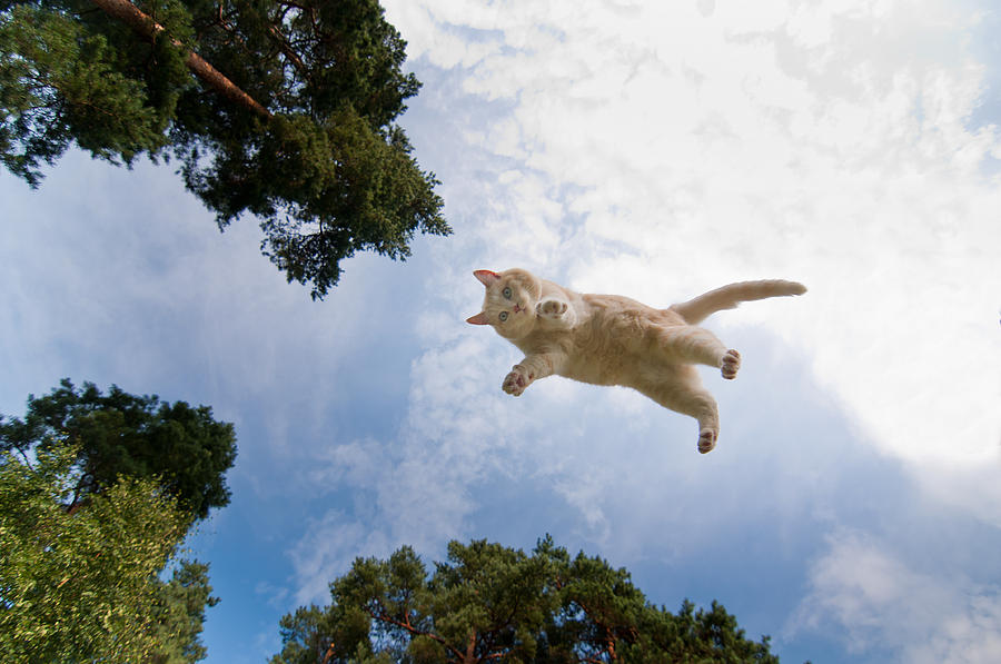 Flying-Cat-20
