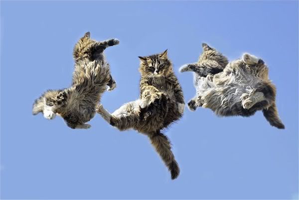 Jumping-cats15