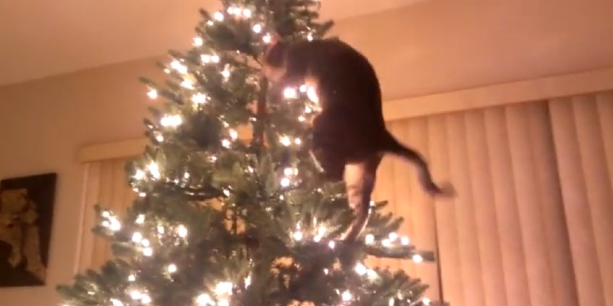 o-CAT-TAKES-DOWN-TREE-facebook