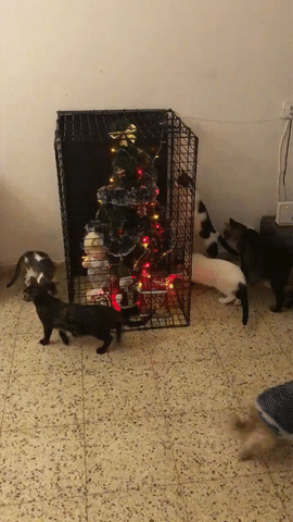 xmascatscage
