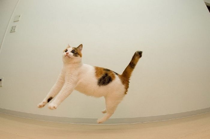 229706xcitefun-cat-3