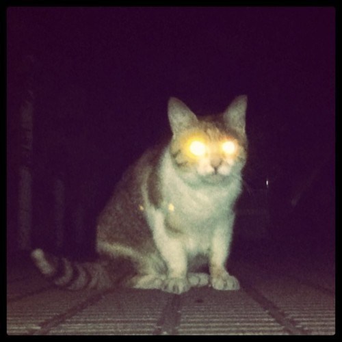4-cats-night-vision