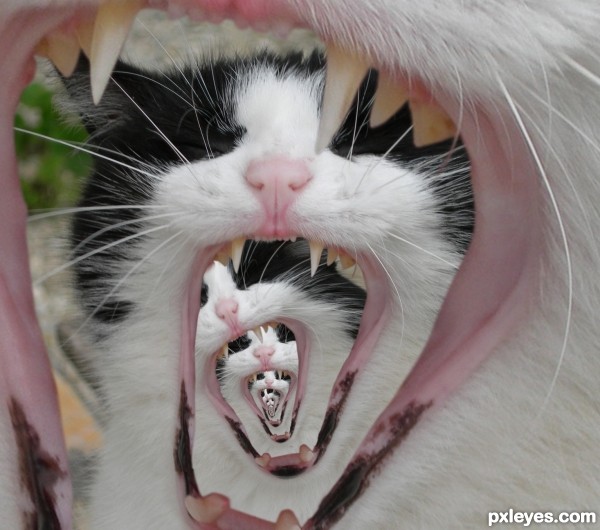 angry-cat-4db3f5705ed84.jpg