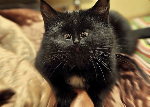 cat-with-small-face-596df8279f4bb__605