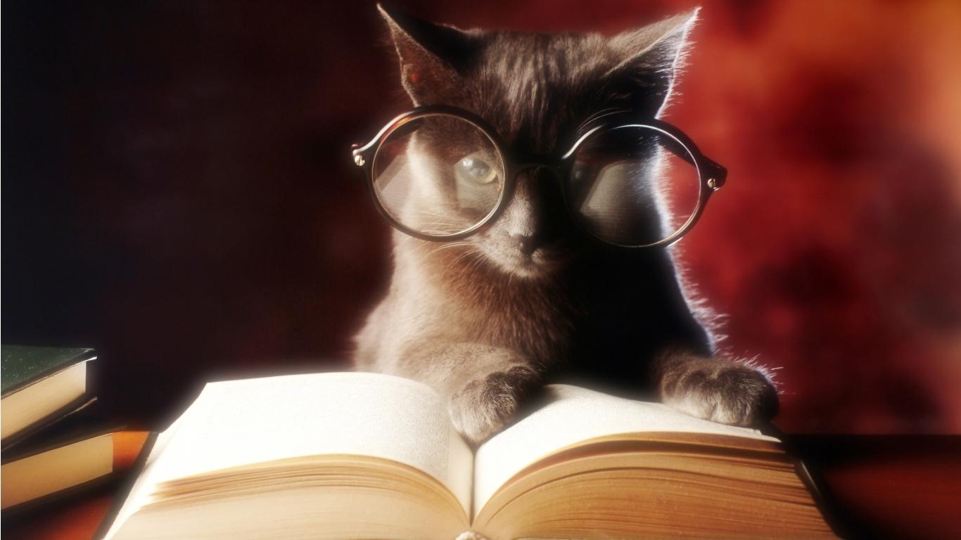 improve-my-writing-skills-cat-reading-book.jpg