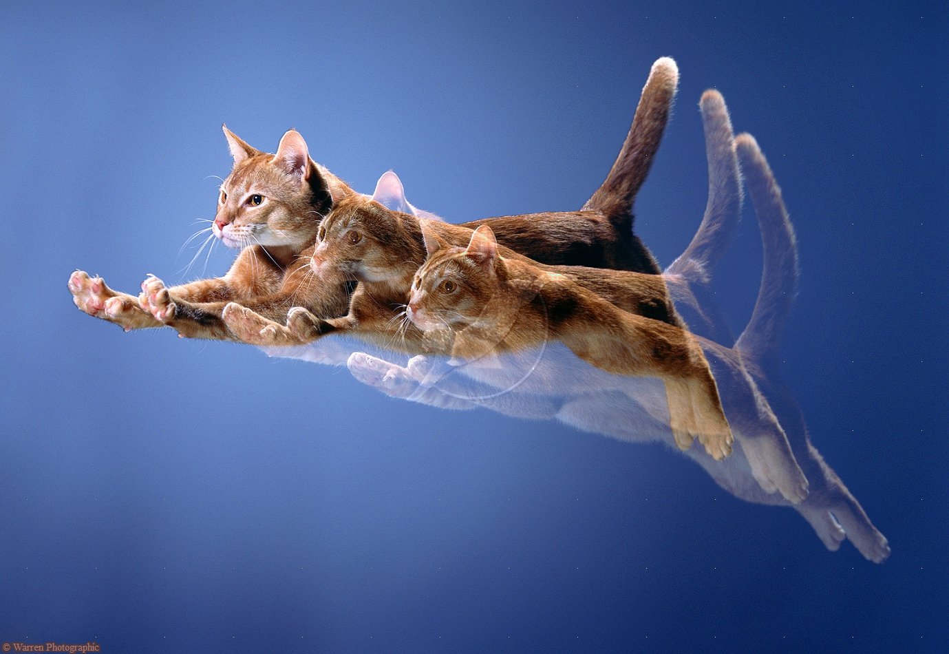 00392-ginger-cat-leaping-multiple-exposure