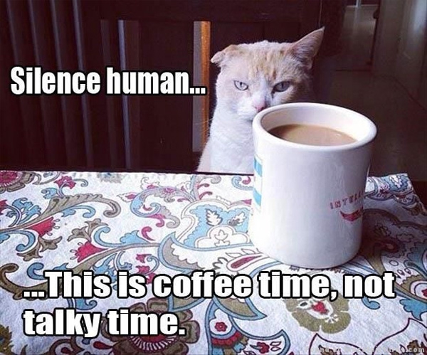 2110896012-funny-cat-pictures-coffee-time