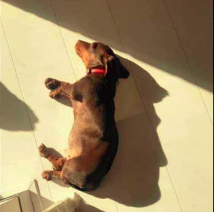 dog-shadow