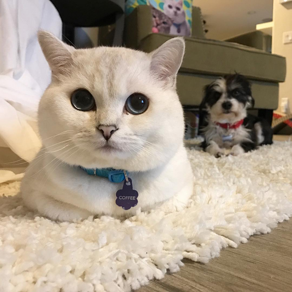 white-coffee-cat-instagram-05-600x601