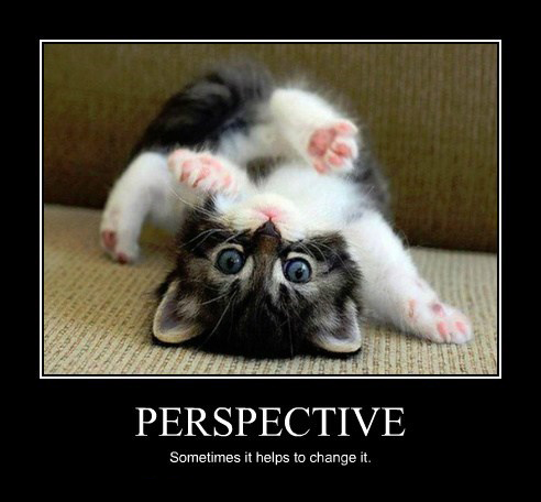 catperspective