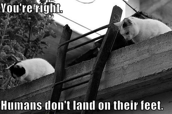 Youre-right.-Humans-dont-land-on-their-feet-2-cats-on-the-roof