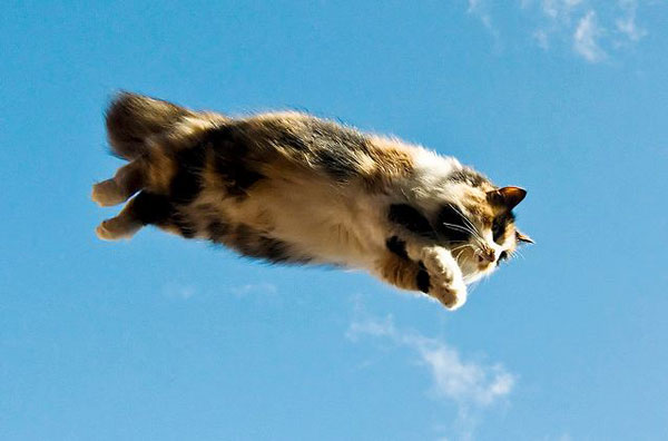 flying-cat-1