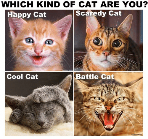 which-kind-of-cat-are-you-happy-cat-scaredy-cat-14425366
