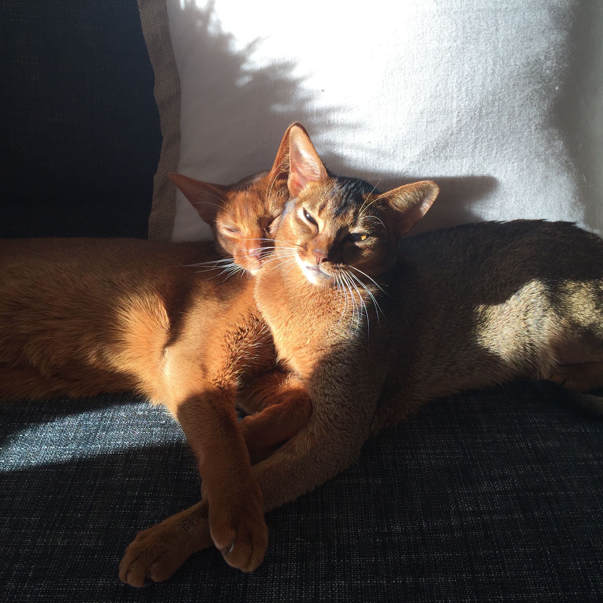 Abbies-in-the-sun