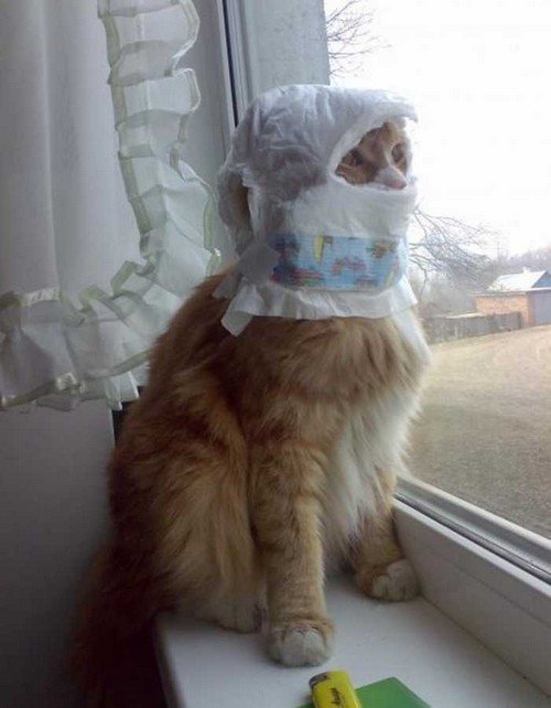 Cat-Stuck-Funny-Photos-15-diaper