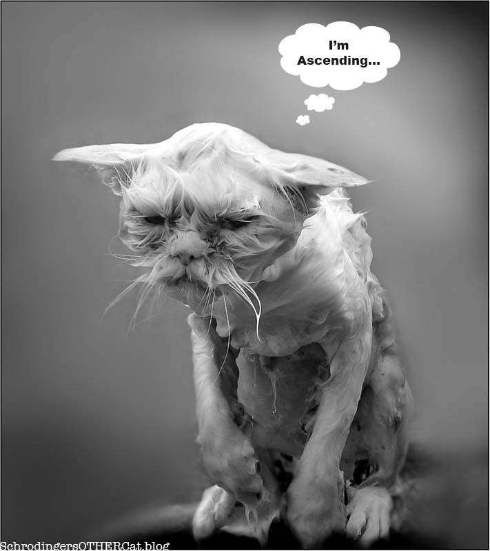 ascending-cat