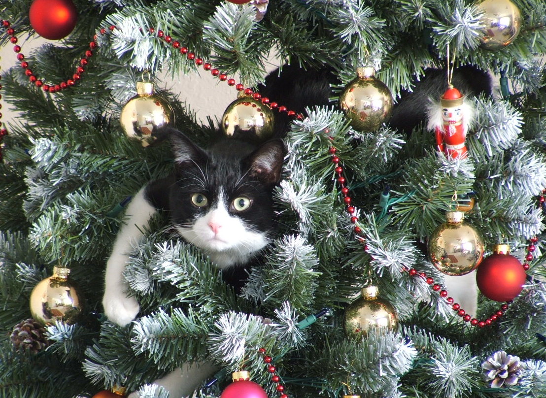 cat12