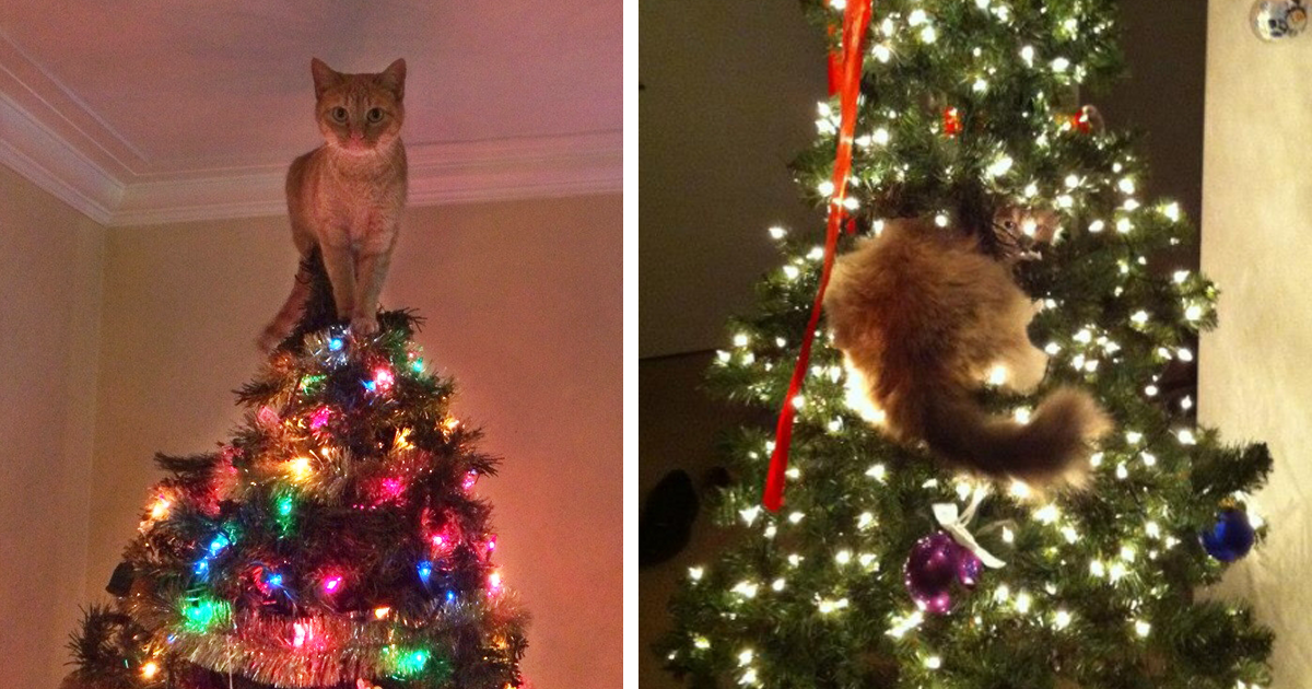 decorating-cats-destroying-trees-christmas-fb