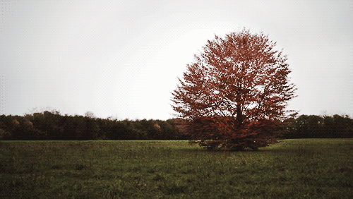 121699-Autumn-Tree-In-The-Wind