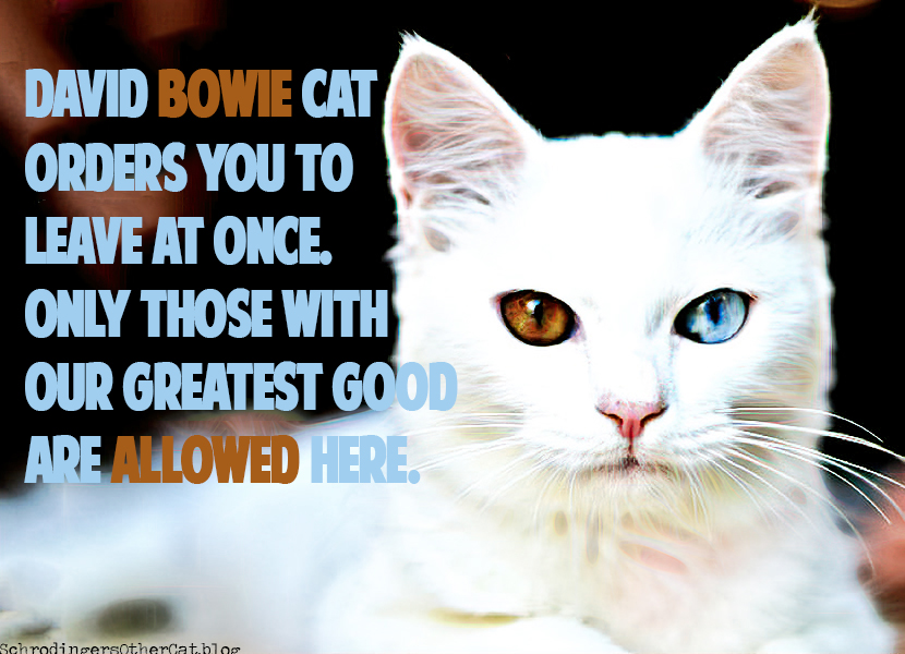 Bowie-cat