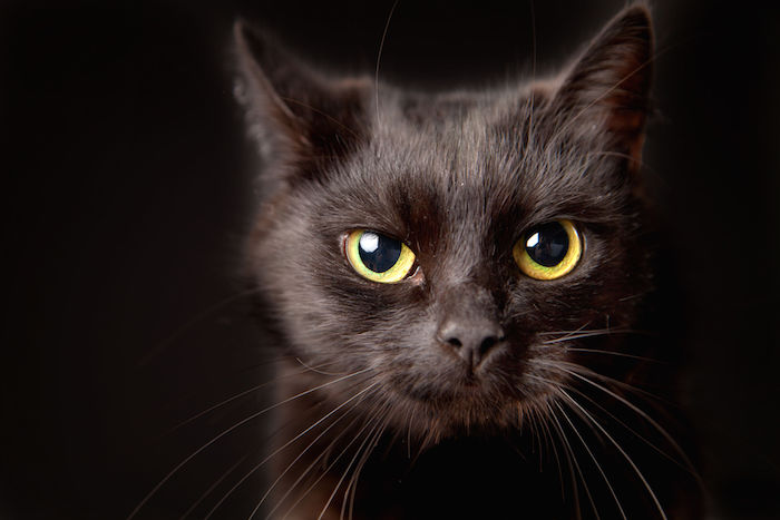 38076774 - close-up of a black cat, looking at camera, isolated on black