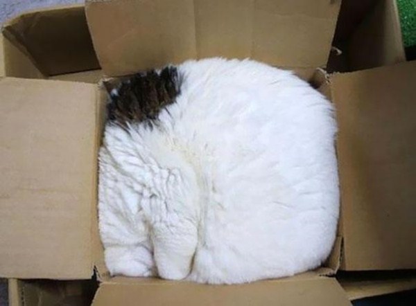 Crazy-Cat-Sleeping-Positions-10