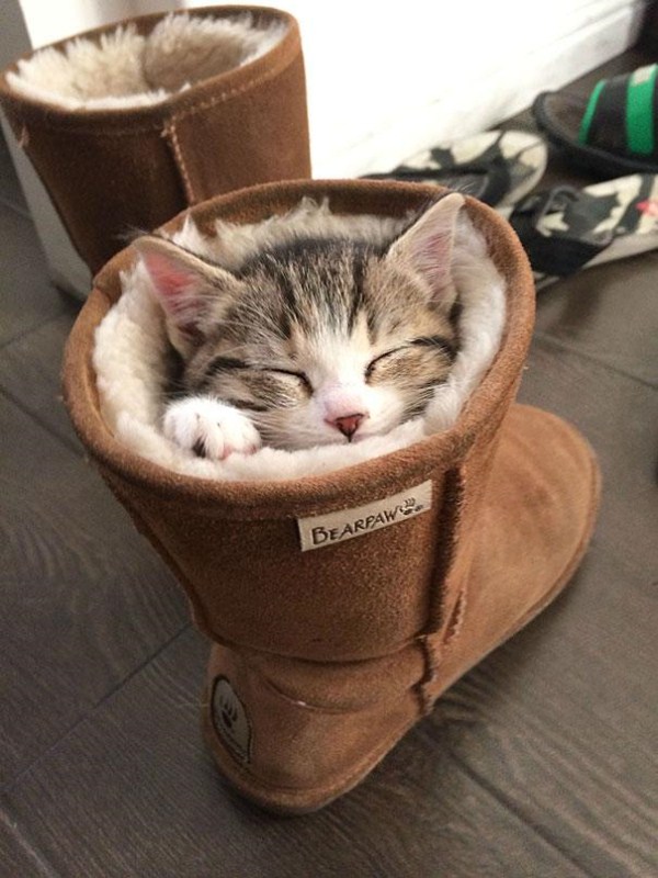 Crazy-Cat-Sleeping-Positions-20