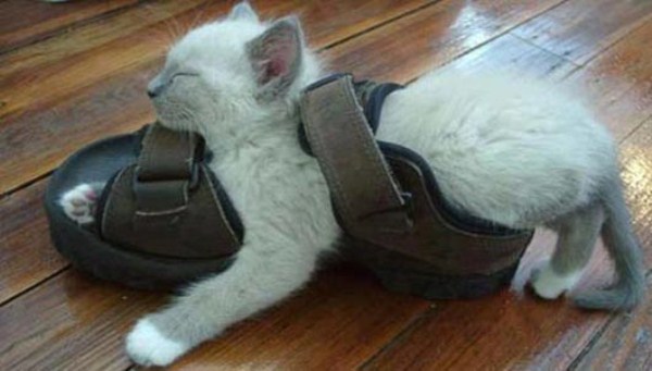 Crazy-Cat-Sleeping-Positions-6