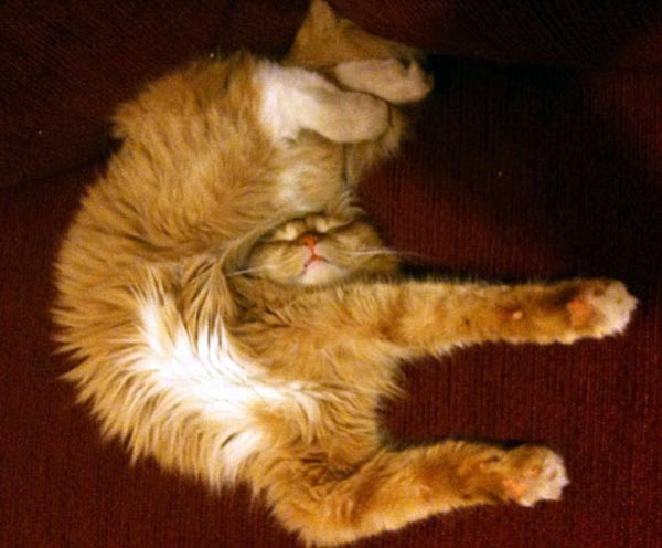 funny-cat-sleeping-position-uncomfortable